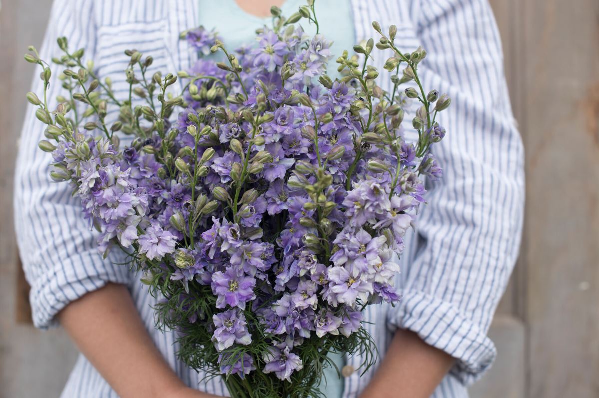 QIS? Light Blue – Larkspur Seed